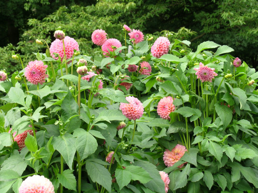 680255 (a): :2592x1944